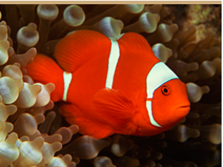 fish