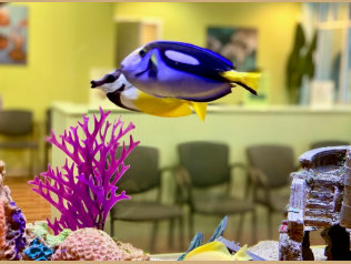 fish